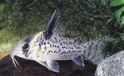 Corydoras sp. C44